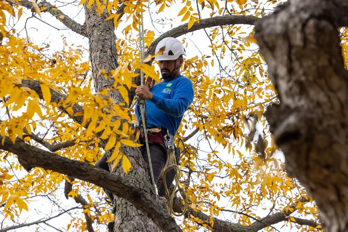 Skilled Tree Transplanting crew working in North Truro