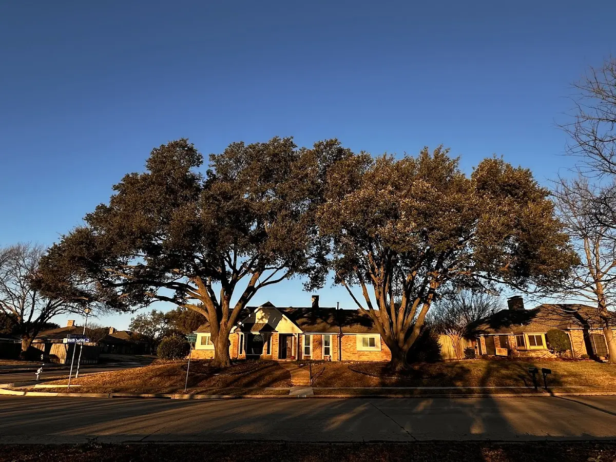Established residential canopy tree shading a home in North Truro